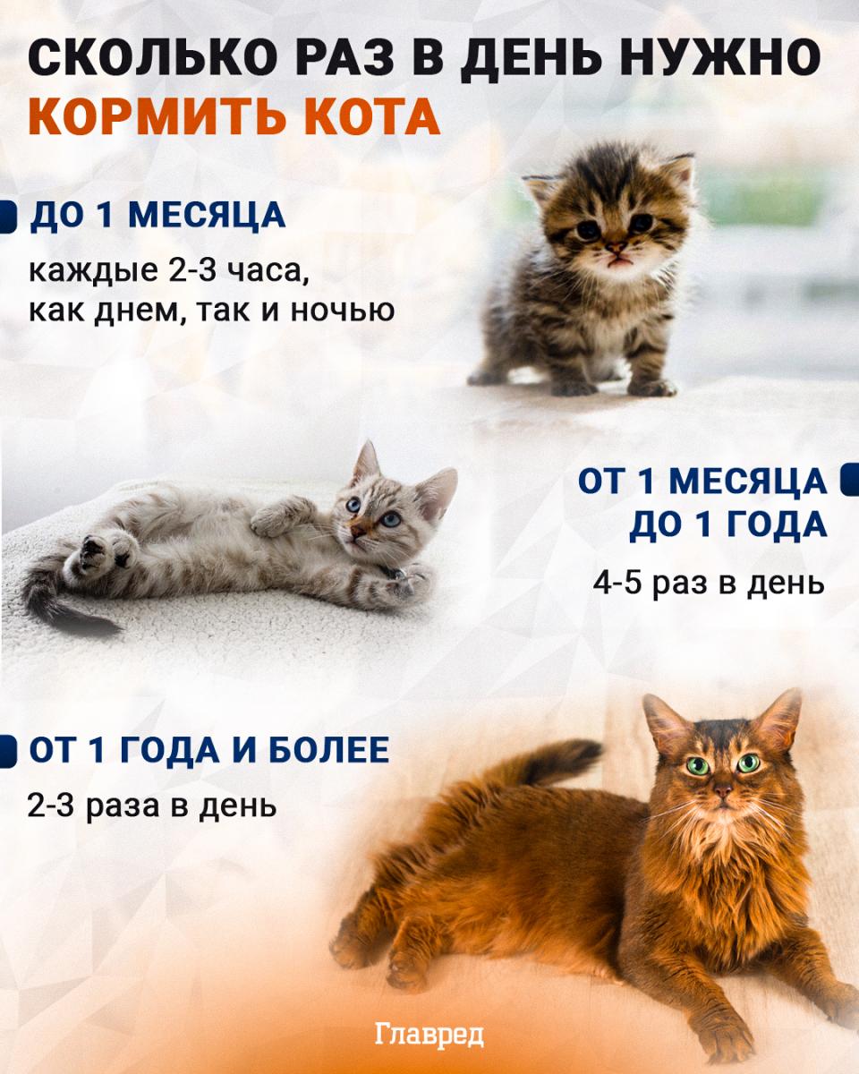 mačka, mačka, koľkokrát denne kŕmiť mačku, infografika My