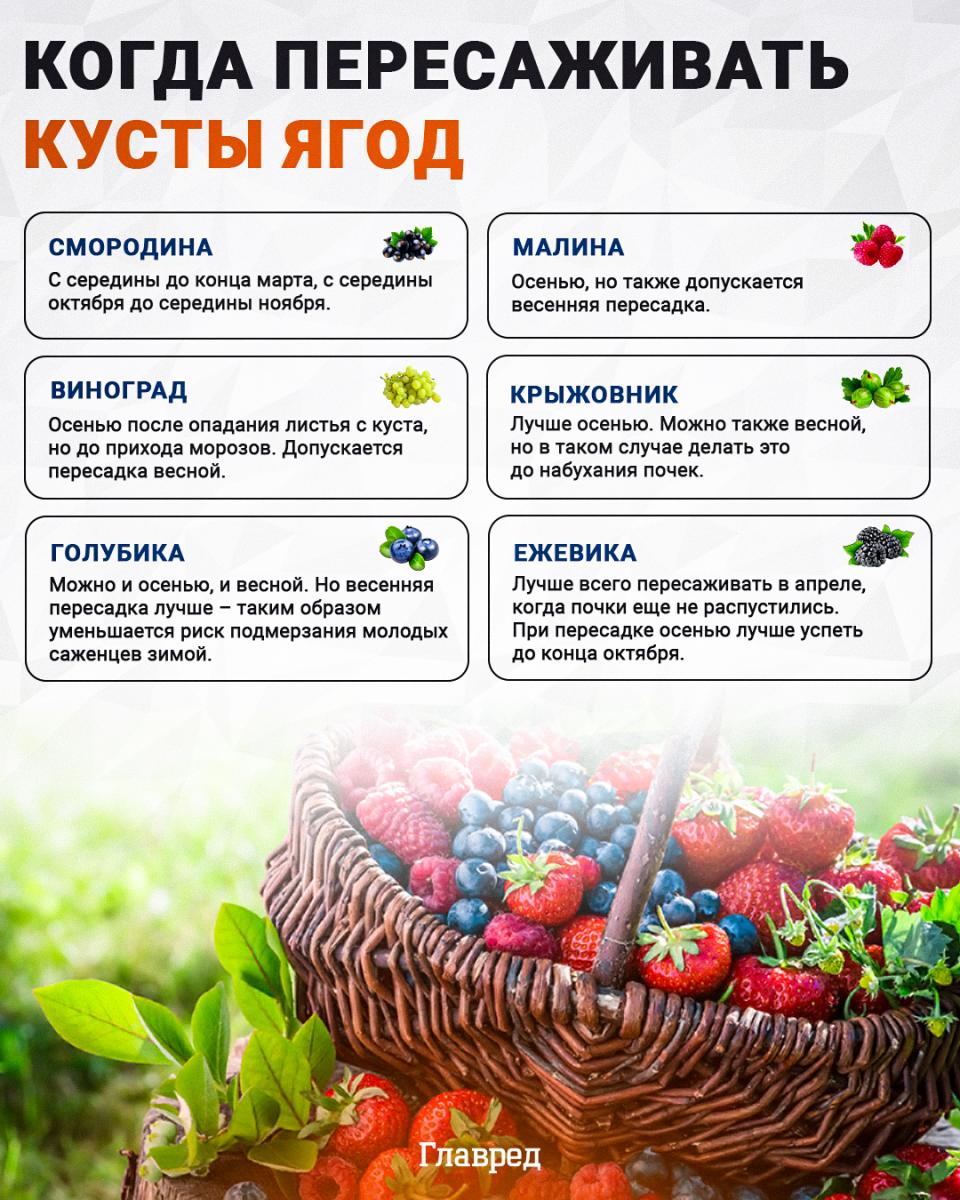 Infografika Kedy presádzať bobuľovité kríky