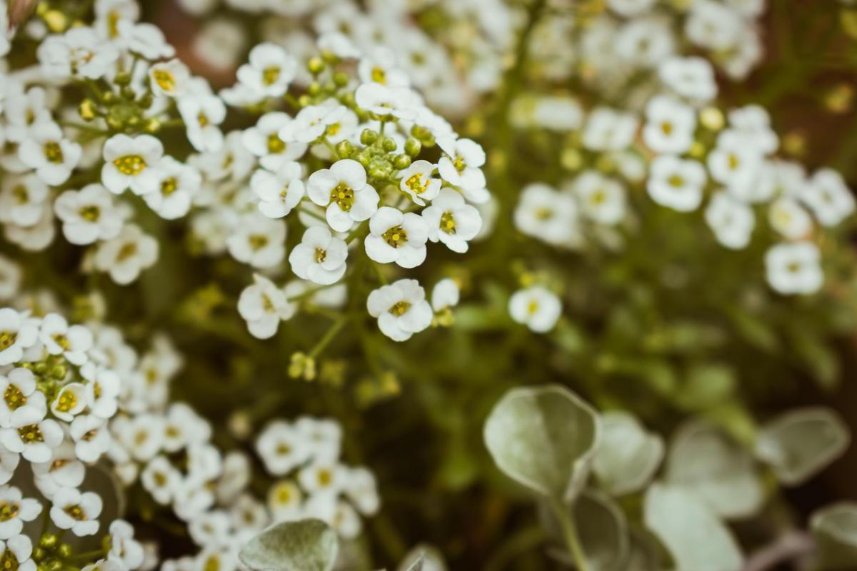 Arabis 