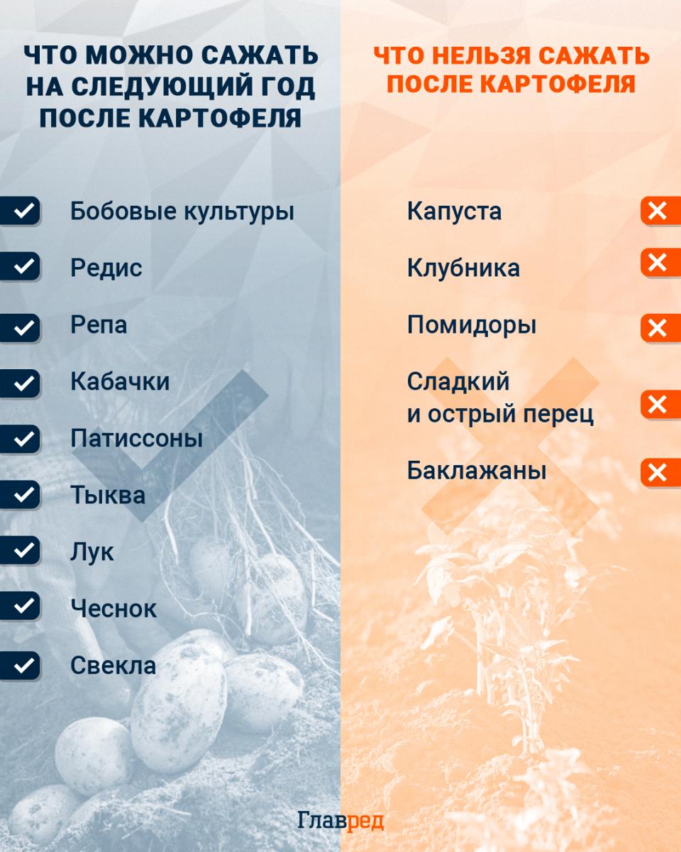 Čo sa môže vysádzať na budúci rok po zemiakoch infografika
