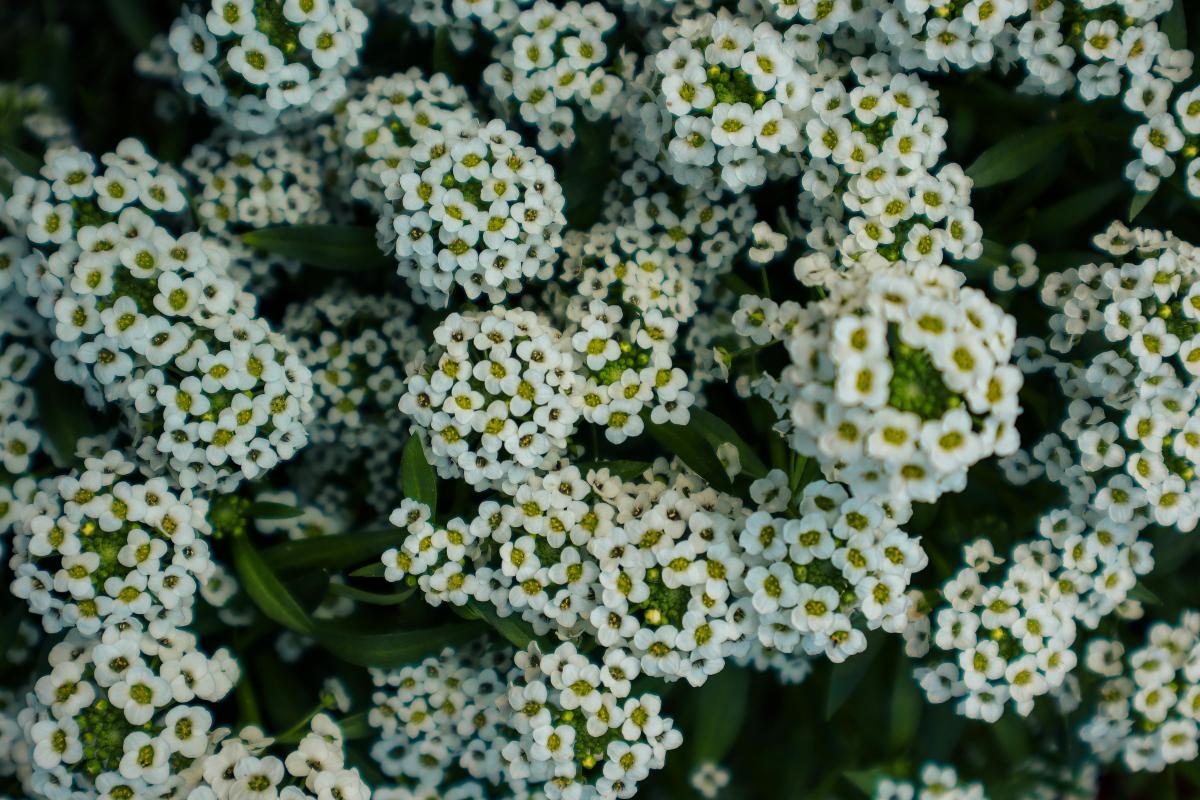 Aké nenáročné trvalky možno vysadiť na cintoríne / foto: chrechels.com