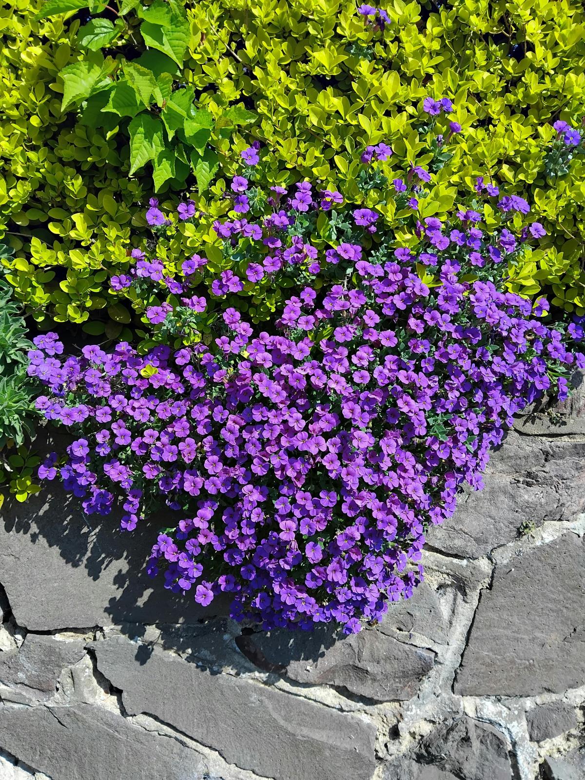 Aké kvety vysadiť na cintoríne / foto pexels.com