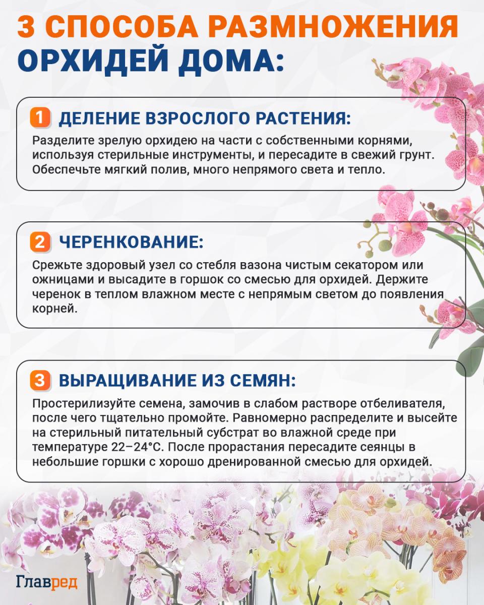 3 spôsoby domáceho rozmnožovania orchideí