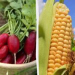 8 rastlín, ktoré môžu zničiť úrodu reďkovky: záhradníci odporúčajú vyhnúť