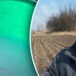 Ako kŕmiť cesnak na jar – skutočne fungujúce hnojivá