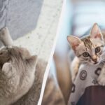 Ako odstaviť mačku od tapiet a nábytku: potrebujete obyčajnú obojstrannú