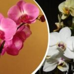 Ako rozmnožiť orchideu doma: tri spôsoby, ktoré fungujú