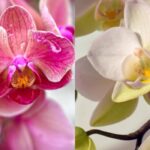 Ako správne zalievať orchideu, aby ste ju „nezabili“: najnebezpečnejšie chyby