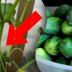 Ako zdvojnásobiť úrodu skorých uhoriek – trik, o ktorom vie
