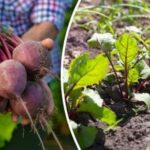 Červená repa vyklíči na druhý deň: odborník hovorí, do čoho