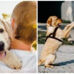 „Čítanie“ skutočných citov psa k jeho majiteľovi: veterinár odhalil jednoduché