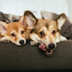 Je corgi vhodný do bytu: výhody a nevýhody tohto plemena