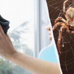 Jeden produkt čistí okná do lesku a zbavuje pavúkov: nezvyčajný
