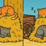Kde sú 3 rozdiely medzi mačkami: len tí najšikovnejší nájdu