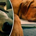 Koľko hodín by mal pes spať: veterinár dal prekvapivú odpoveď