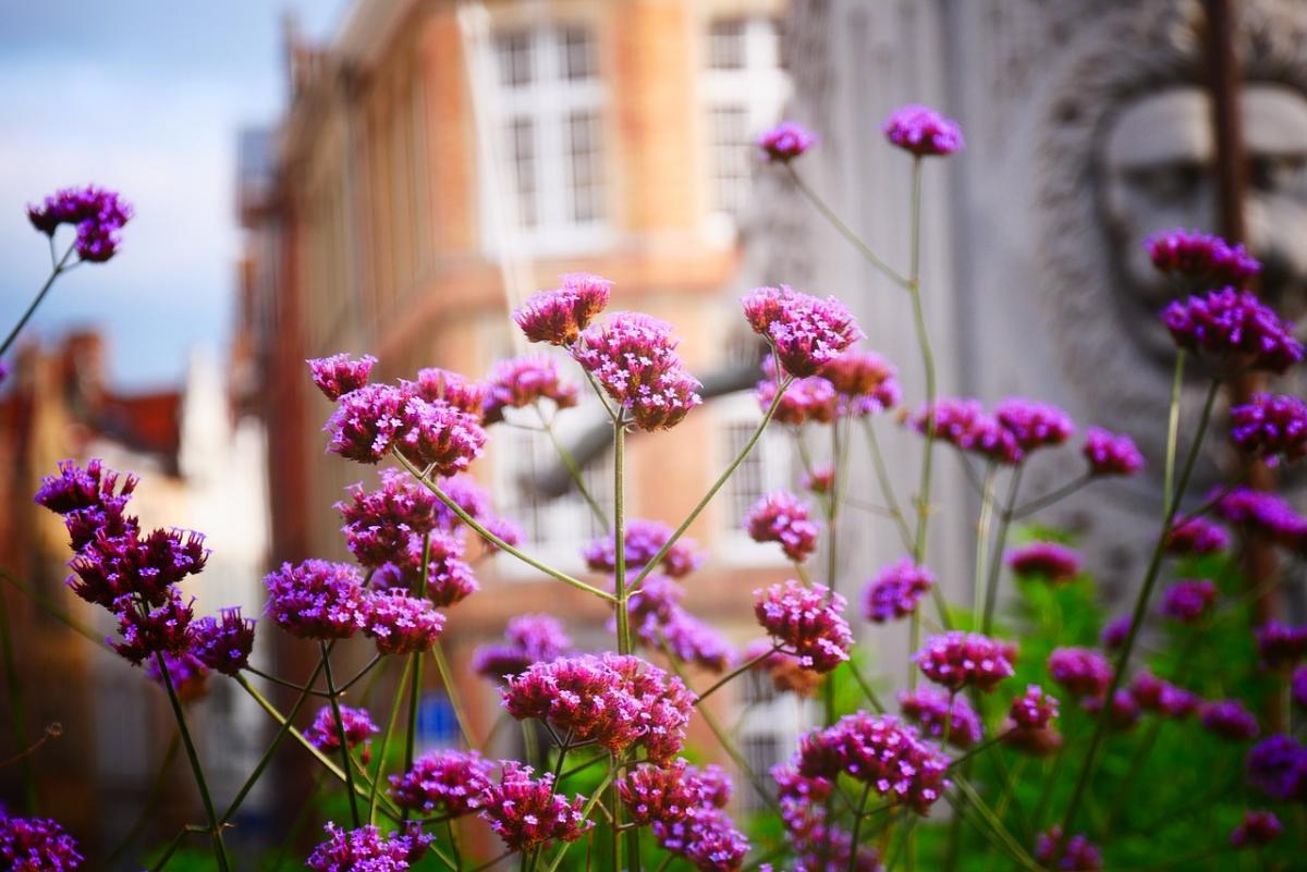 Alyssum