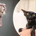 Majú mačky odpor voči svojim majiteľom: veterinári dávajú prekvapivú odpoveď