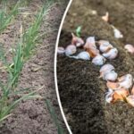 Môžete zostať bez úrody: ako kŕmiť cesnak, ak rastlina zožltla