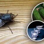 Muchy okamžite zmiznú: najlepšie prírodné prostriedky proti hmyzu