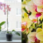 Orchidey sa budú tešiť z kvetov 20 rokov: ako zalievať,