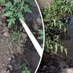 Praskanie, hnitie a opadávanie: ako nezalievať paradajky
