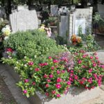 Сами цветут и не требуют ухода: 4 идеальных цветка для
