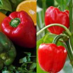 Sladká paprika bude sladšia a šťavnatejšia ako kedykoľvek predtým: 3