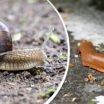 Slimáky utečú samé: záhradník odhalil babičkinu šikovnú metódu ochrany rastlín