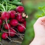 Tajomstvo je v zalievaní: ako dosiahnuť, aby reďkovky neboli horké