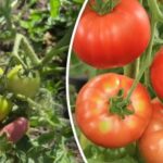 Tajomstvo úrody alebo zbytočná práca: odborník povedal, či je potrebné