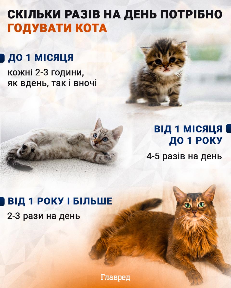10 vecí, ktoré by mal každý vedieť, než si zaobstará mačku alebo psa