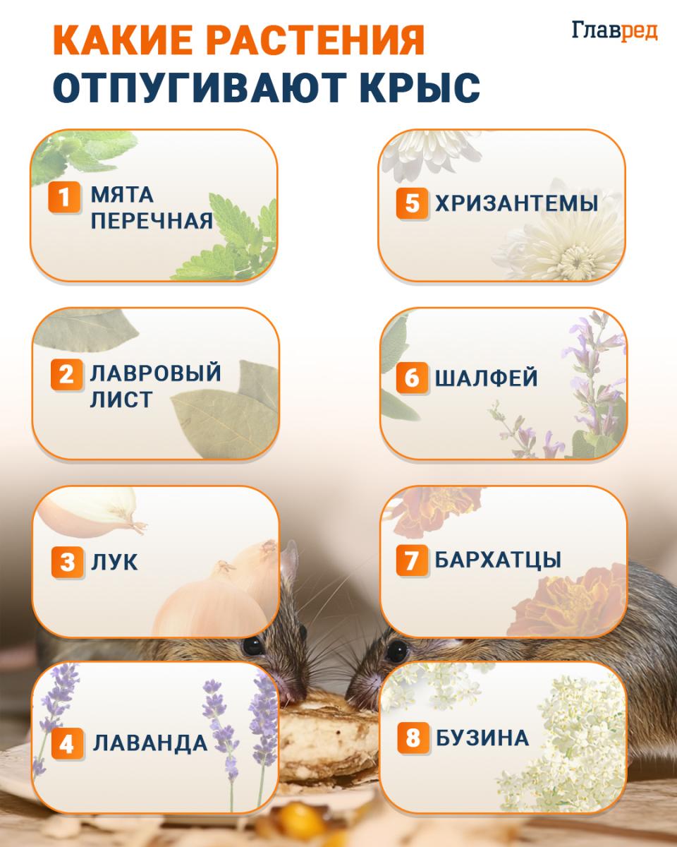 Ktoré rastliny odpudzujú potkany infografika