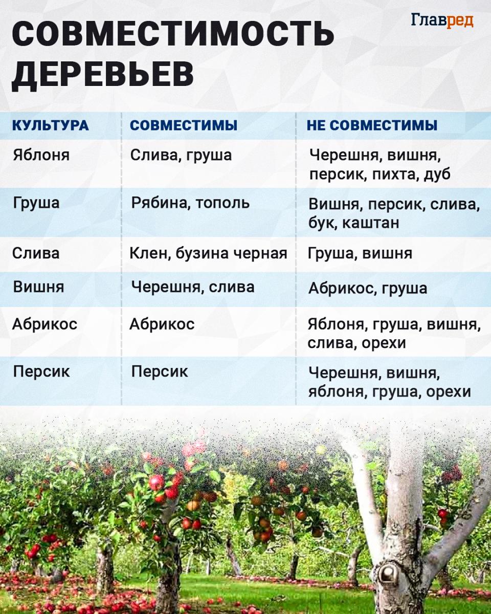 Kompatibilita stromov, infografika stromov
