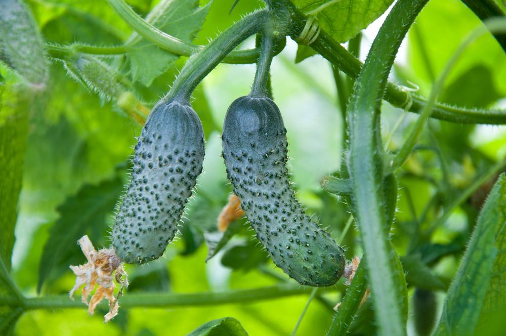 Ako dlho sa uhorky skladujú v chladničke / foto depositphotos.com