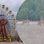 Absolútny rekord: v černobyľskej ochrannej zóne bol zaznamenaný vzácny jav