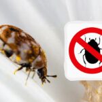 Aké nebezpečenstvo predstavujú malé chrobáky v byte: ako sa ich