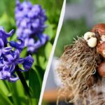 Hyacint kvitne – čo robiť ďalej: 5 dôležitých krokov starostlivosti