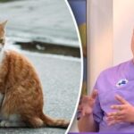 Kedy správne sterilizovať mačku: veterinár pomenoval „zlaté“ pravidlá, ktoré sa