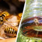 Na pozemku nebude ani jedna osa: 5 úsporných spôsobov, ako
