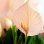 Šťastie v dome: prečo spathiphyllum nekvitne