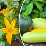 Susedia budú žasnúť nad nevídanou úrodou: tri odrody cukiet, ktoré