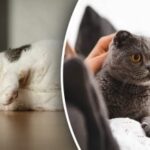 Vedia sa mačky usmievať: veterinár prekvapený odpoveďou