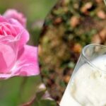 Záhradníci sú vyzývaní, aby ruže zalievali mliekom: aký je dôvod