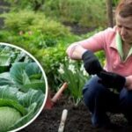 Zlí a dobrí susedia pre kapustu: rady odborníka na striedanie