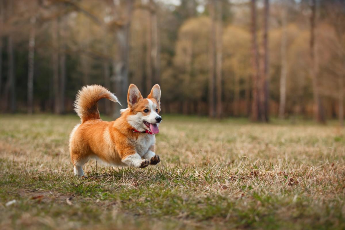 Čo by ste mali vedieť pred kúpou corgiho: cena, povaha a prečo nie sú pre každého