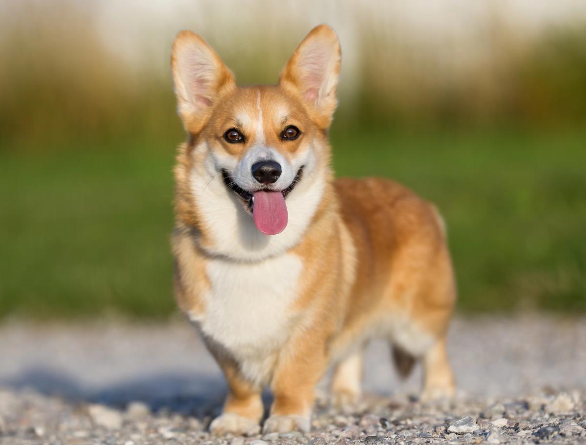 Ako rozoznať šteňa corgiho od miešanca / depositphotos.com