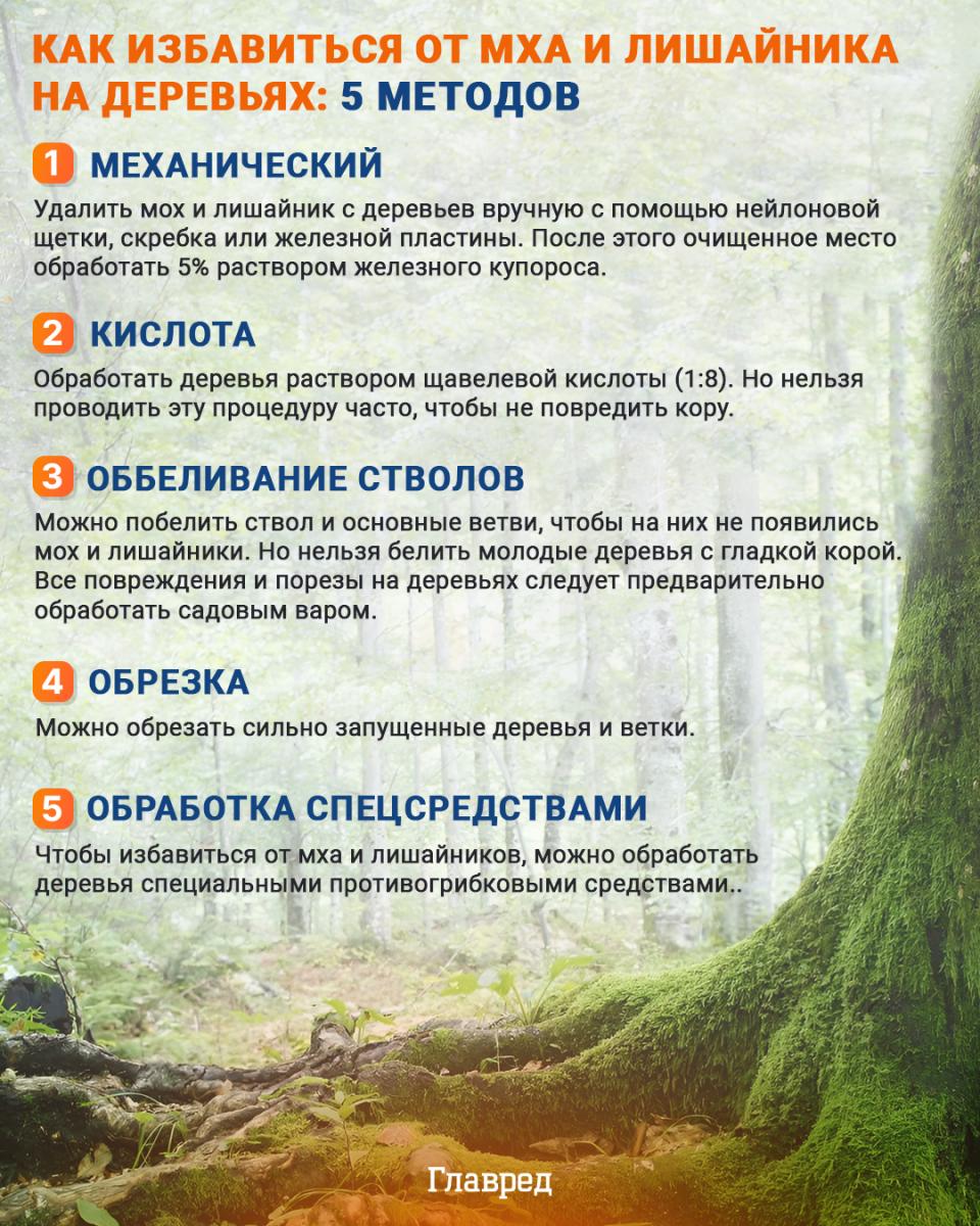 Infografika Ako sa zbaviť machu a lišajníkov na stromoch