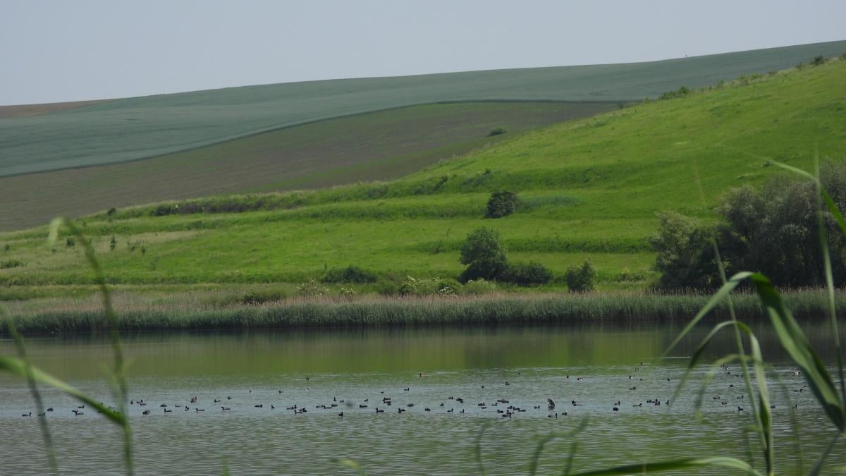 V Prikarpatskej oblasti objavili najväčšiu kolóniu vzácnych koscov na západe Ukrajiny