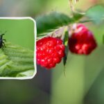 Ako sa zbaviť hraboša skôr, ako zožerie polovicu úrody: pomôže