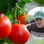 Hnojenie paradajok od A po Z: ako získať luxusnú úrodu